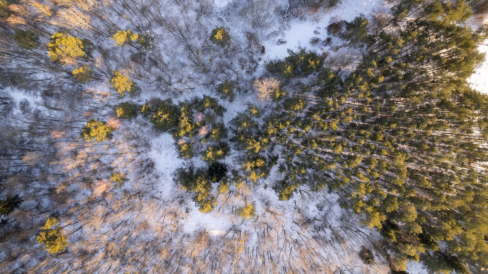 Honoring the Past, Inspiring the Future: Nurturing Lithuania's Flame of Freedom