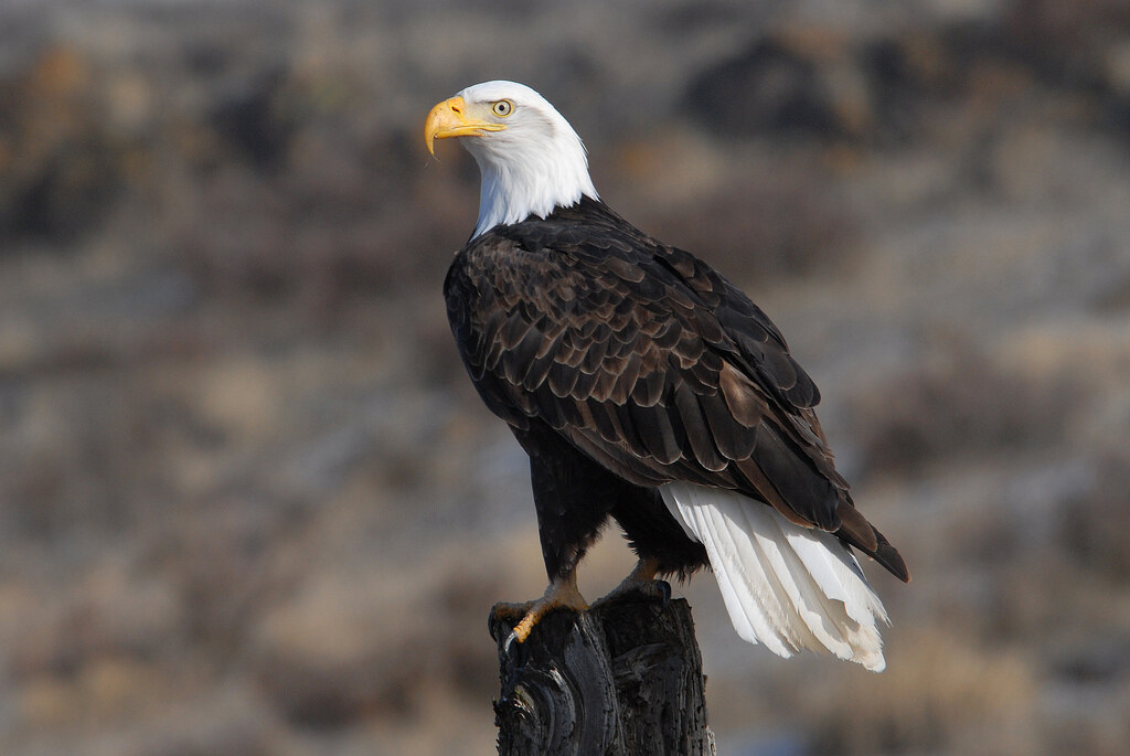 Exploring the Douro International Park: A Journey Amidst Majestic Eagles and Breathtaking Landscapes