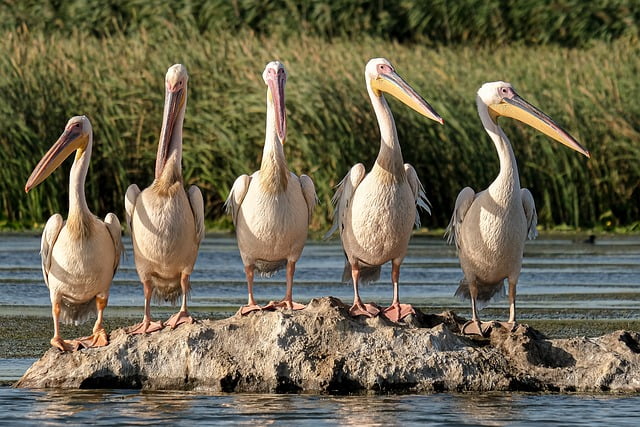 The Ethereal Landscapes of the Danube Delta