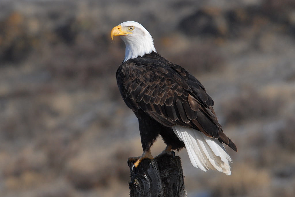 Soaring with Eagles: A Thrilling Adventure in Portugal’s Douro International Park