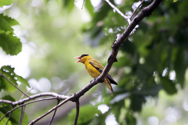 Birdsong and Tranquility: Escaping to Lithuania’s Rustic Countryside