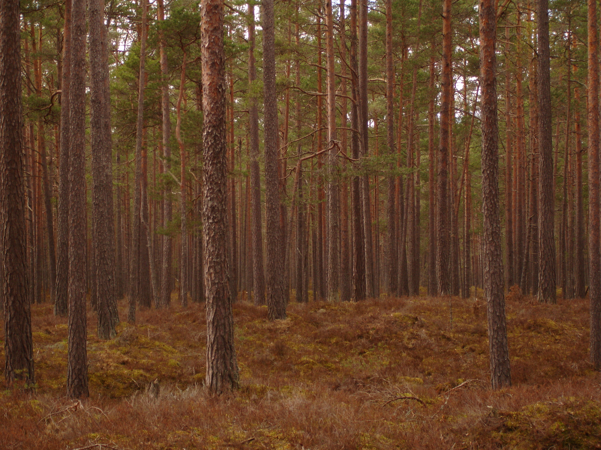 Origins of Latvia: Unveiling the Rich Tapestry of Ancient Baltic Civilization