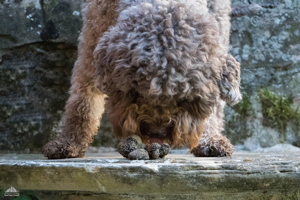 Unearthing Culinary Gems: Truffle Hunting in Tuscany