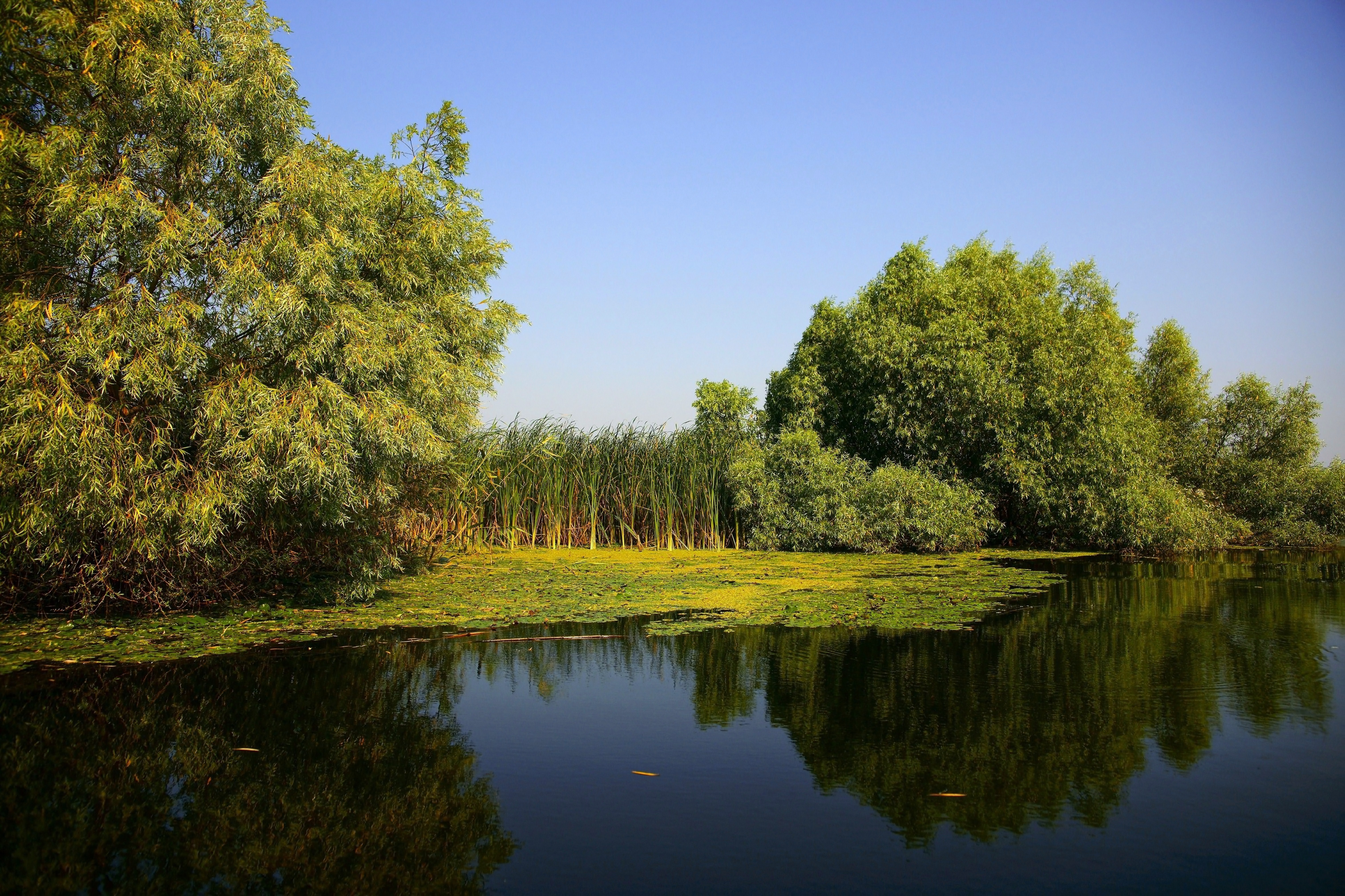 Exploring the Biodiversity Hotspot: Discovering the Unique Flora and Fauna of the Danube Delta