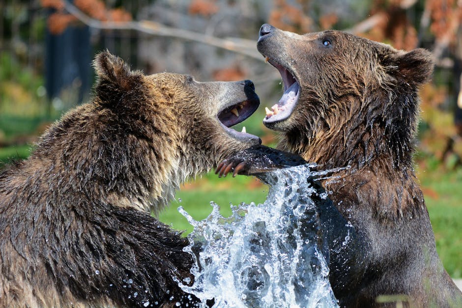 Exploring Romania's Rich Wildlife: A Journey into the Land of Bears and Bison