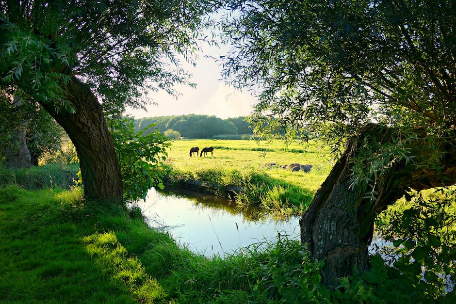 Exploring the Evolution of Dutch Grammar: Insights into its Complex Verb System and Word Order