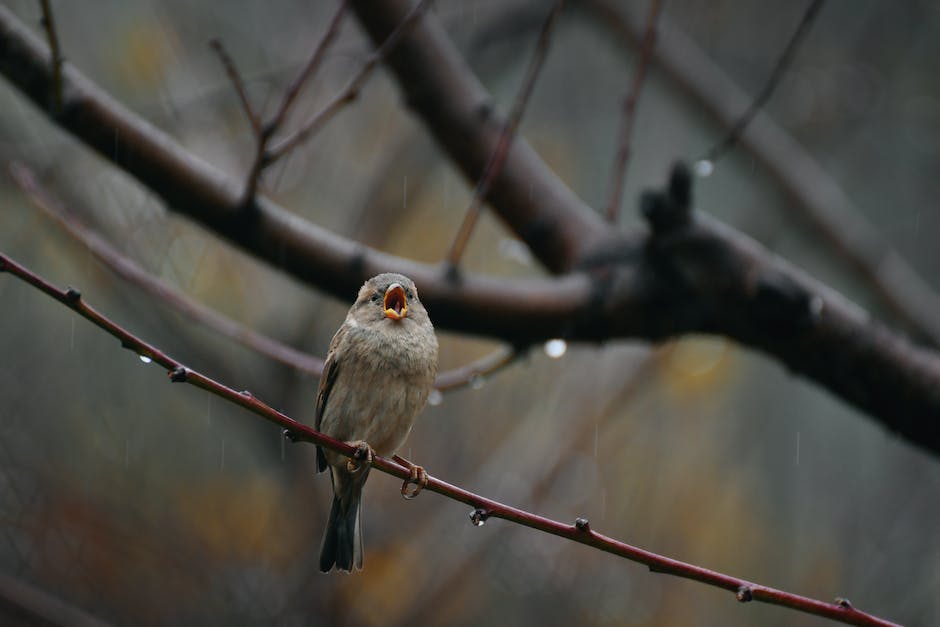 Unraveling the Symphony of Birdsong: A Melodic Escape in Lithuania's Rustic Countryside