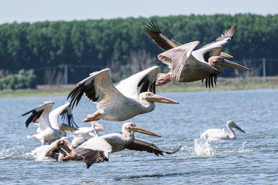 The Unspoiled Beauty of the Danube Delta: A Heavenly Paradise for Nature Enthusiasts