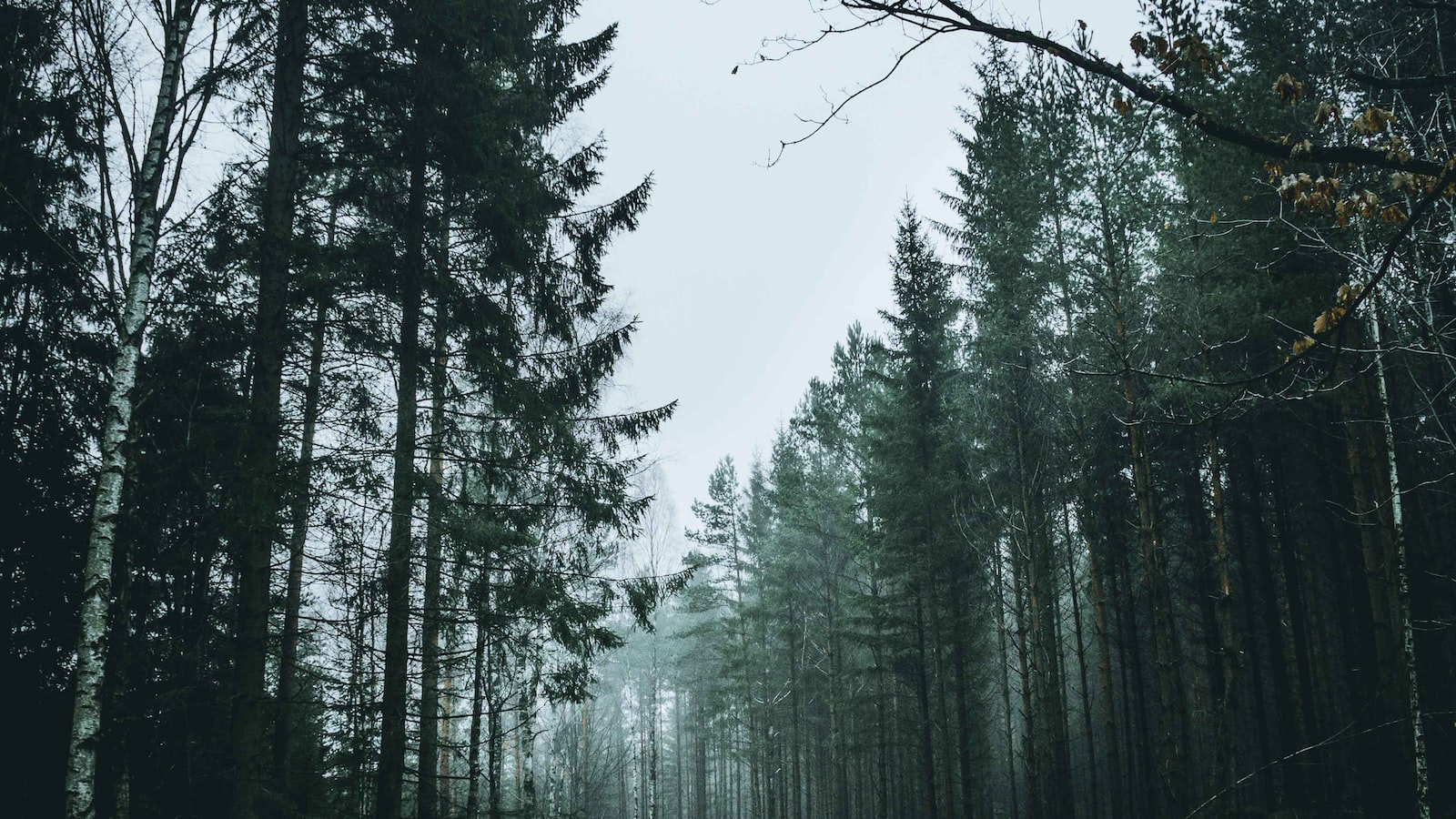 Unveiling the Ancient Enigma: Białowieża Forest's Pristine Biodiversity