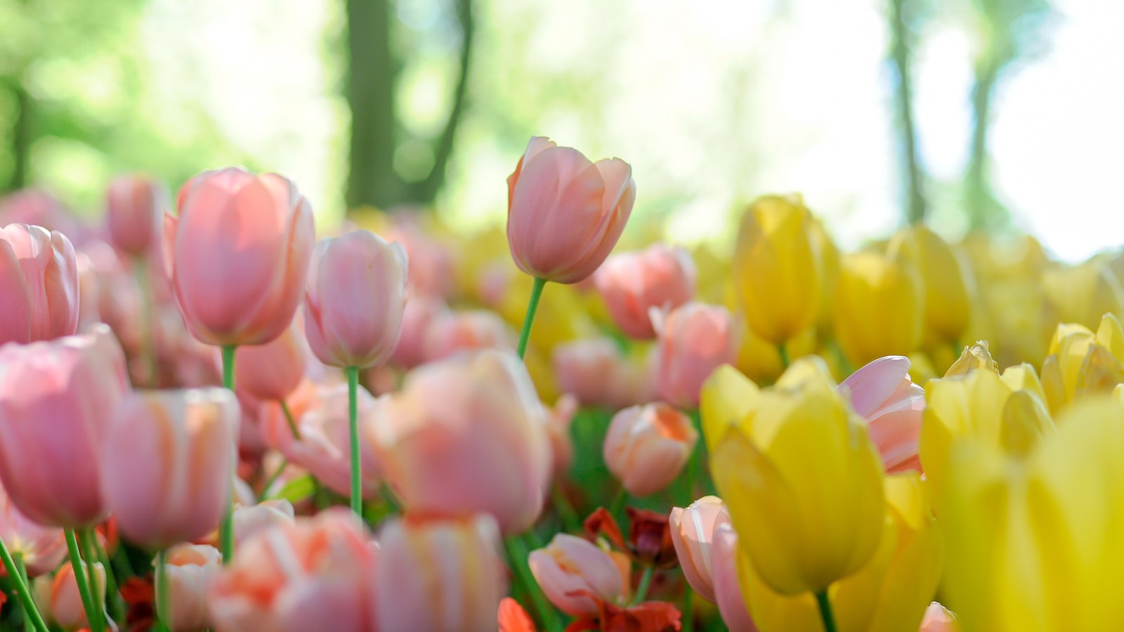 A Colorful Kaleidoscope: Understanding the Symbolism and Cultural Significance of Tulips in Dutch Society