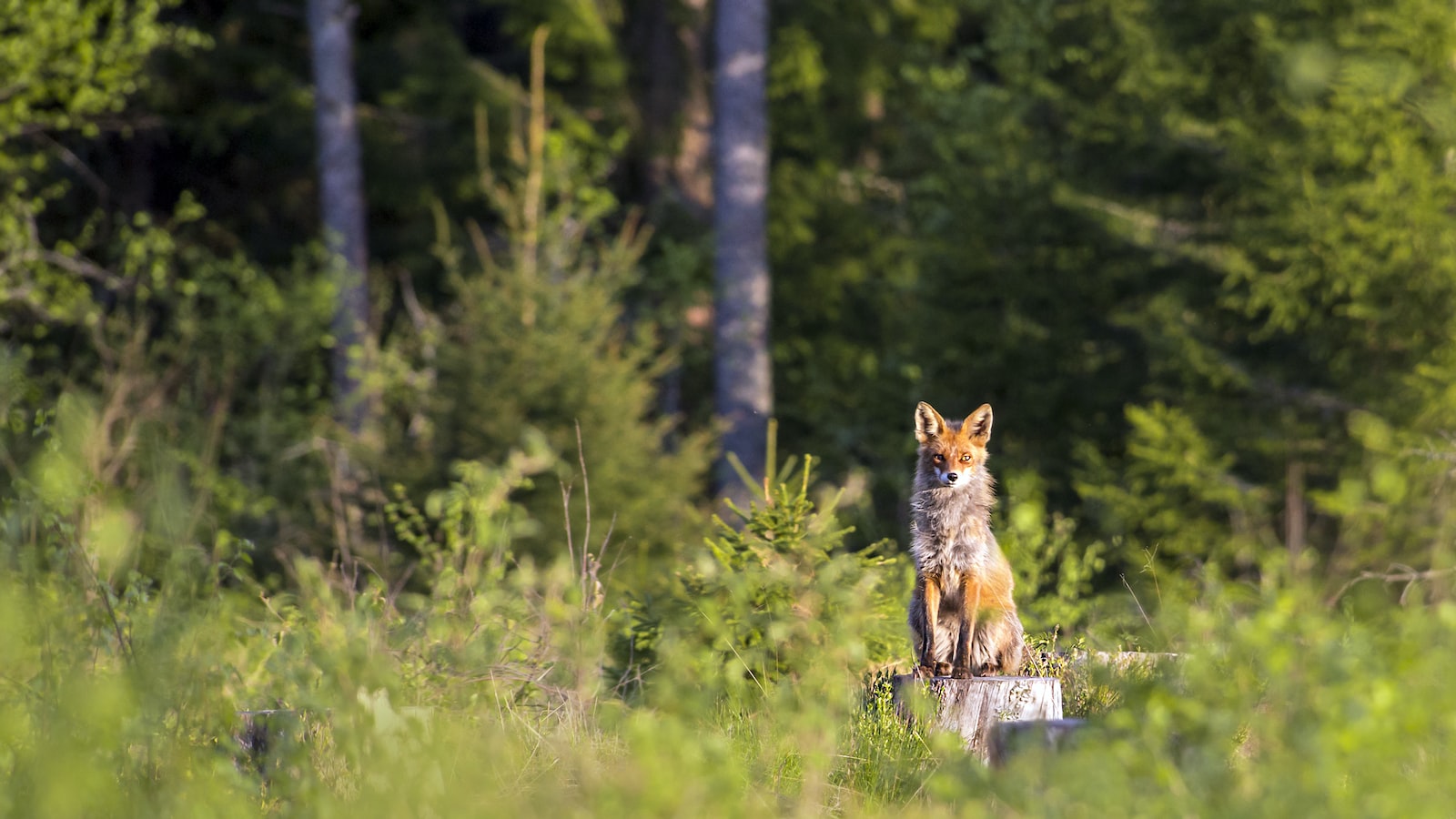 Hidden Gems to Unearth: Must-Visit Places and Authentic Experiences in Estonia