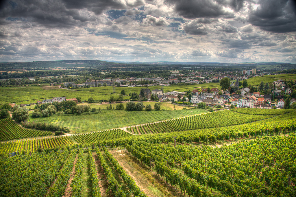 From Wine Cellars to Vineyards: A Journey through French Wine Culture