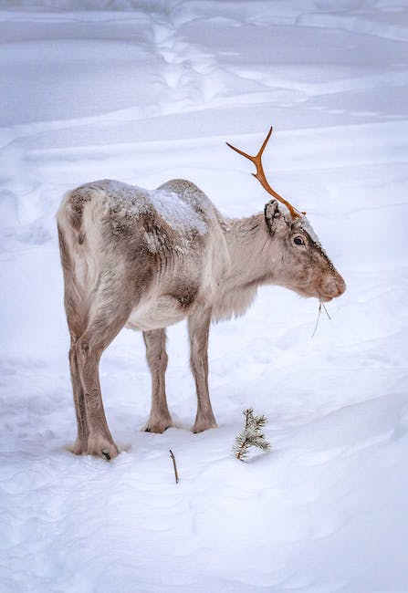 Finnish Lapland: Journeying to Santa’s Enchanted Homeland