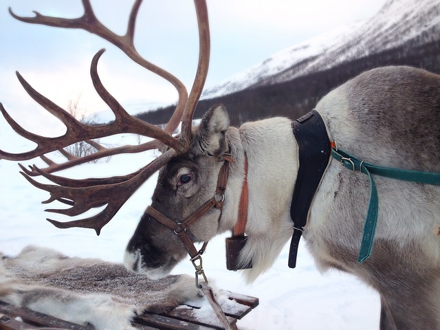 Gain insights into the efforts made by the Sámi community to revive and pass down their endangered languages, ensuring the preservation of their linguistic diversity