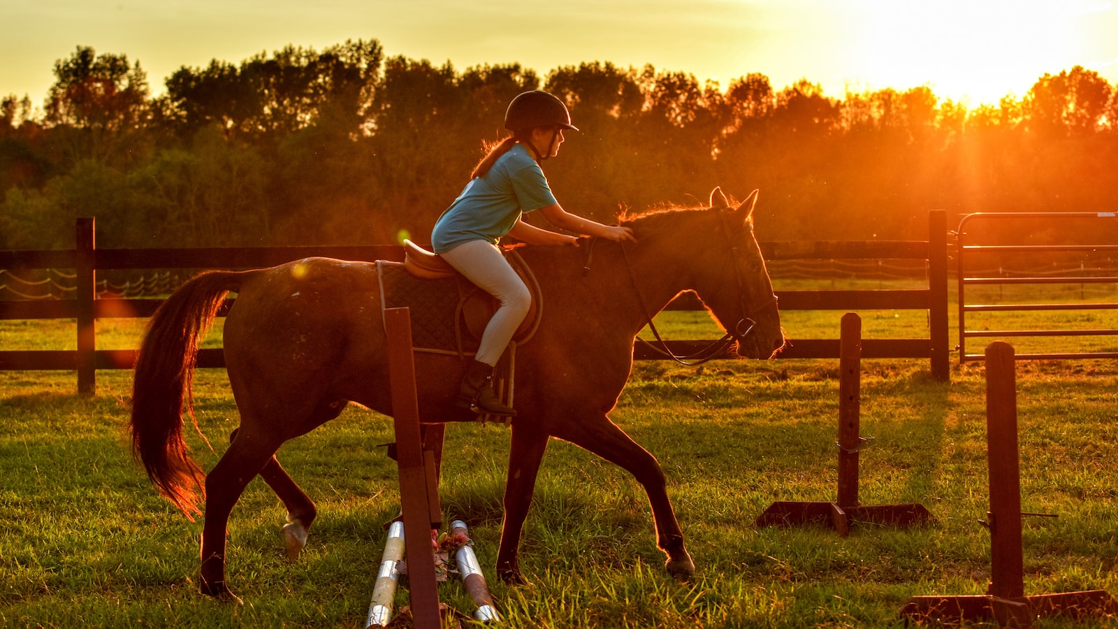 Immerse in the Rich Heritage of Traditional Equestrian Shows