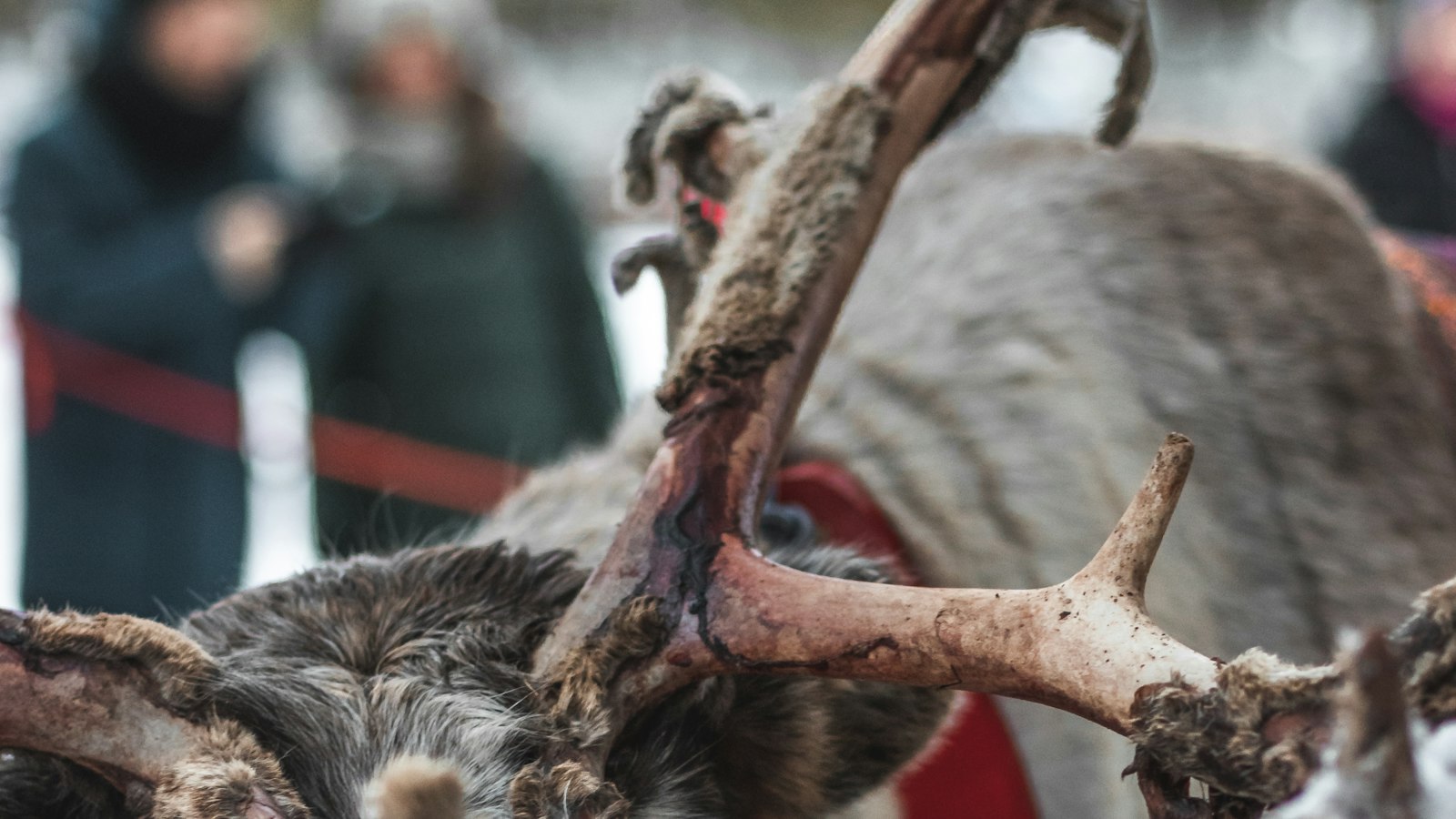 Chasing Santa Claus and Reindeer Sleigh Rides: Festive Delights in Finnish Lapland