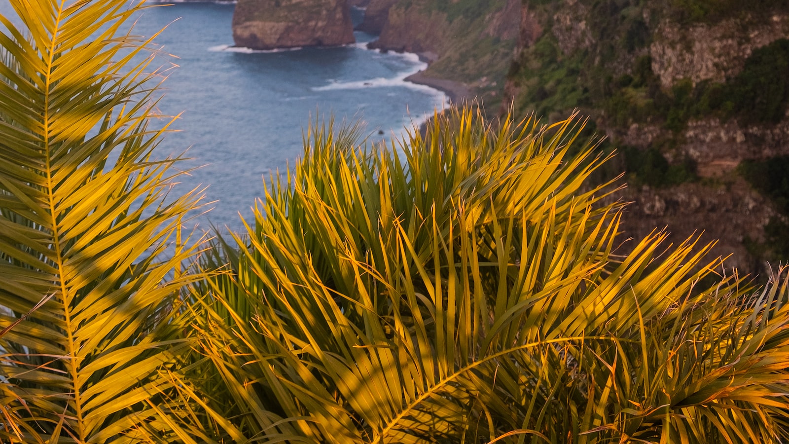 Magnificent Madeira: A Haven for Nature Enthusiasts