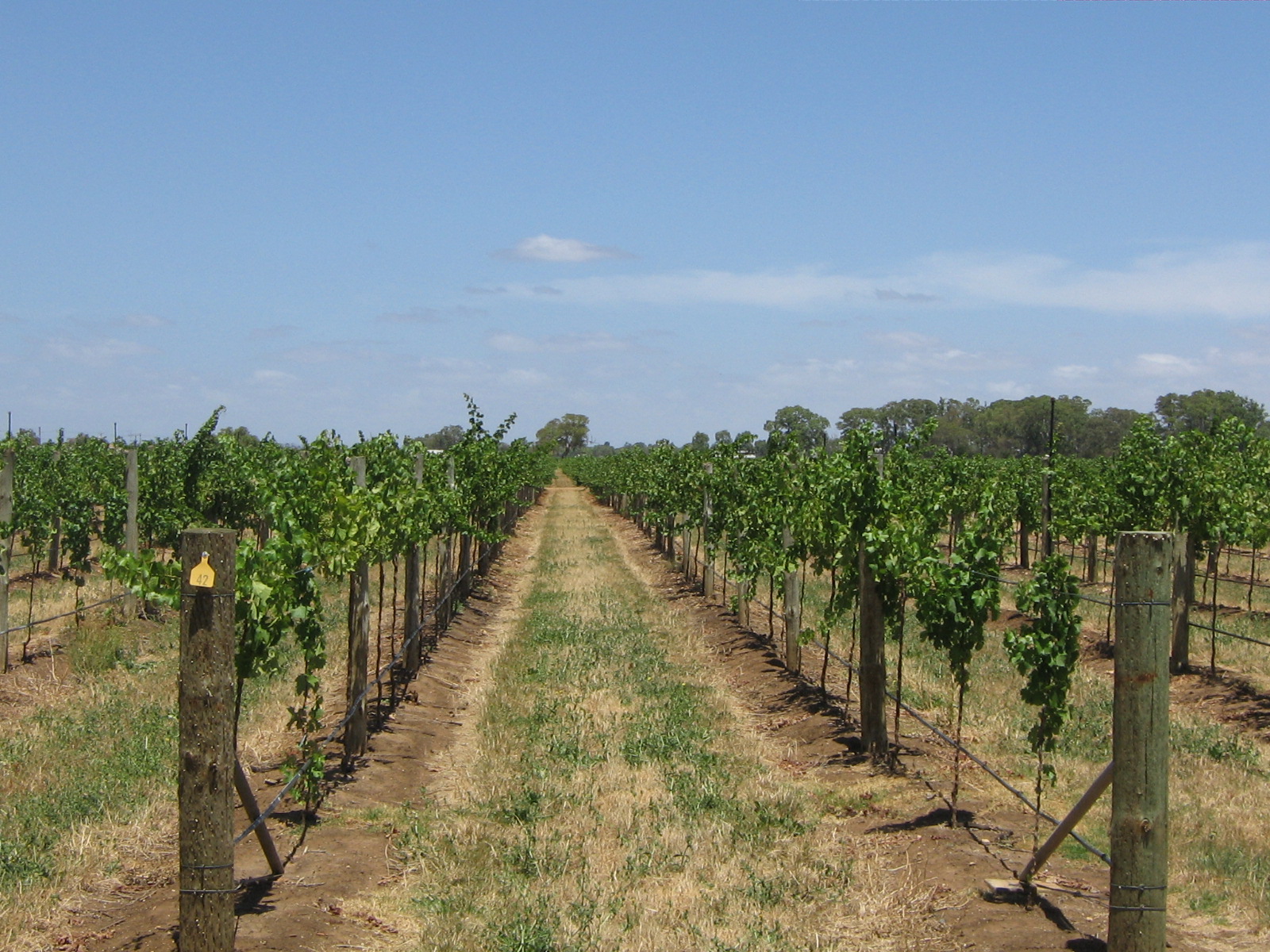 Wandering Through Wine Country: Slovenian Vineyards and Wine Tasting