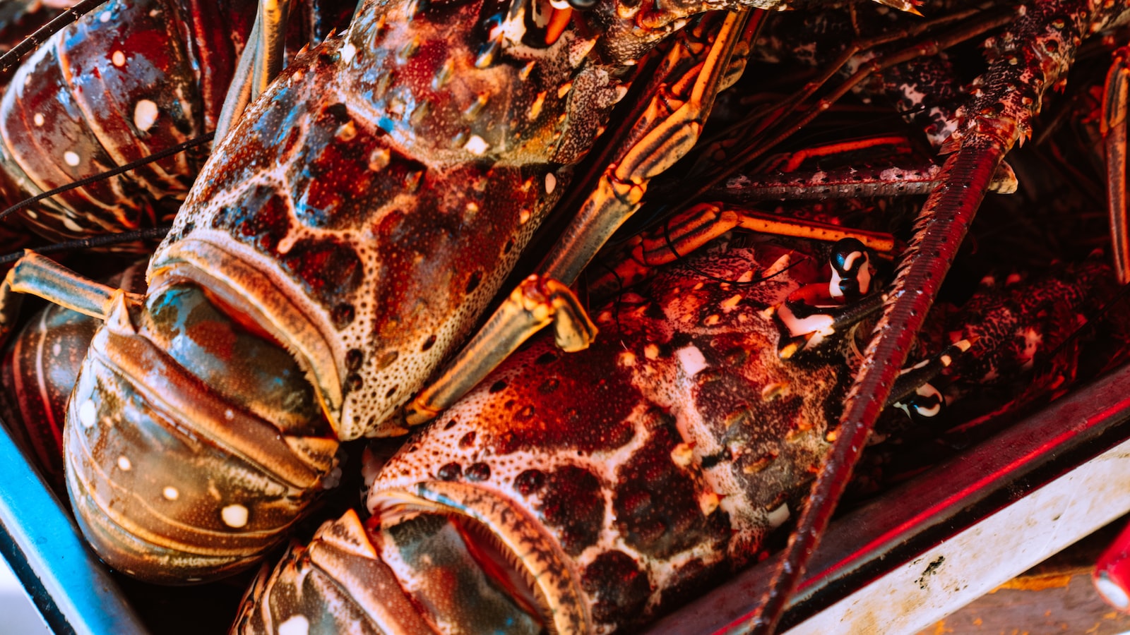 Savour the Tantalizing Seafood Specialties of Dalmatia's Old-World Cuisine